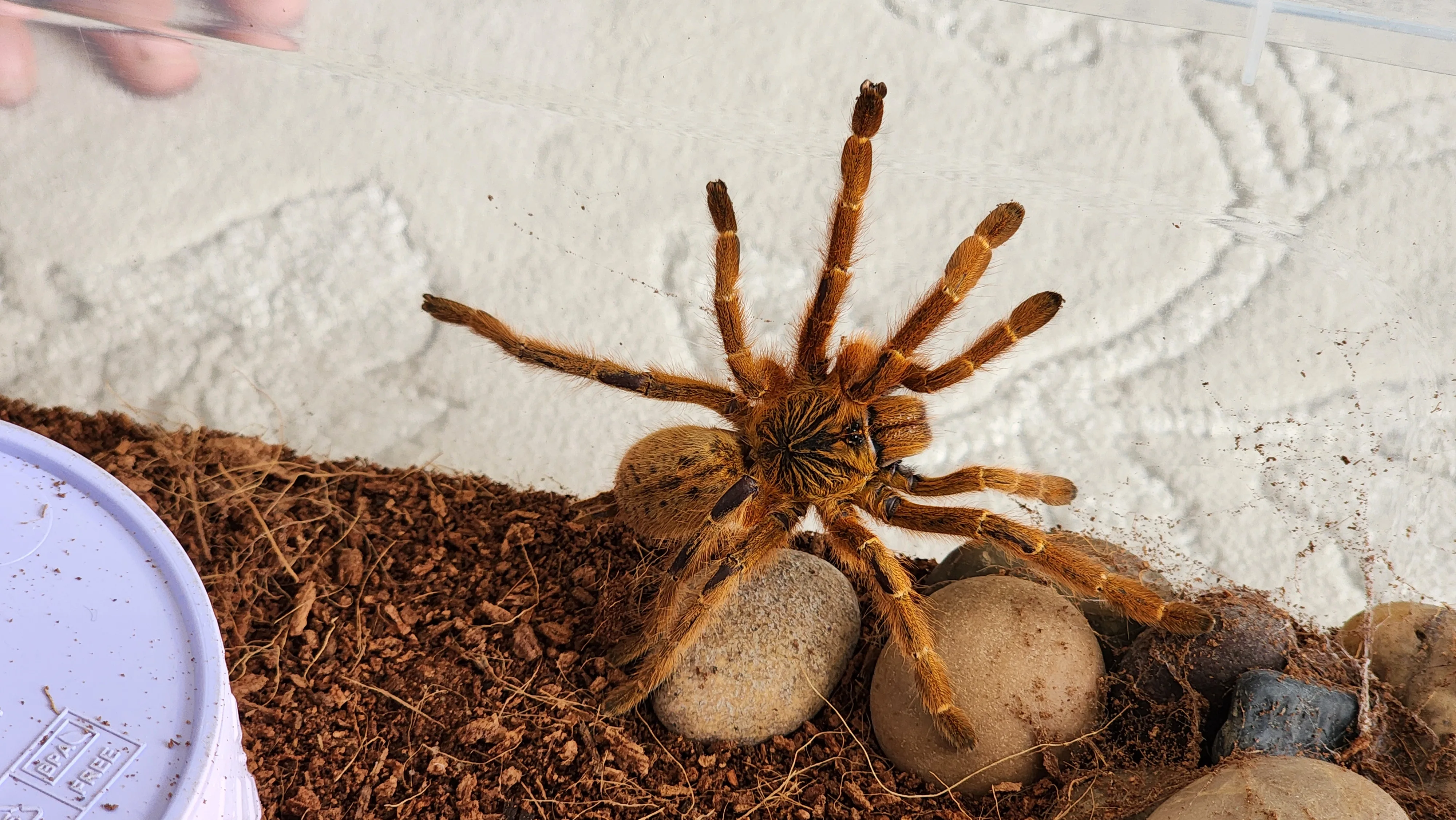 Pterinochilus murinus(orange baboon) juvenile