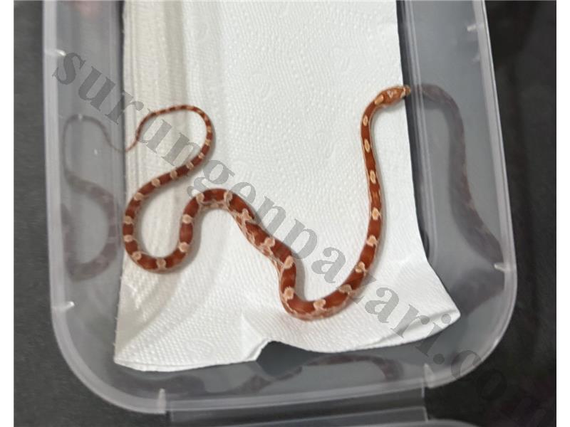 Ultramel corn snake yavru