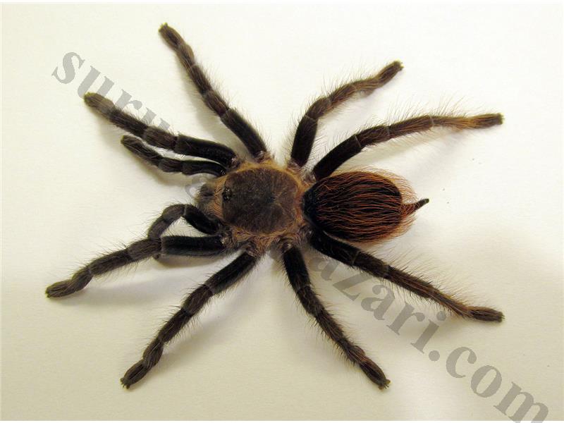/ilanimg/-15373768746467177544364133835416569-407507557-6068214746467177Brachypelma_vagans_-_juvenile_-_pic_1_-_2014-09-11.jpg