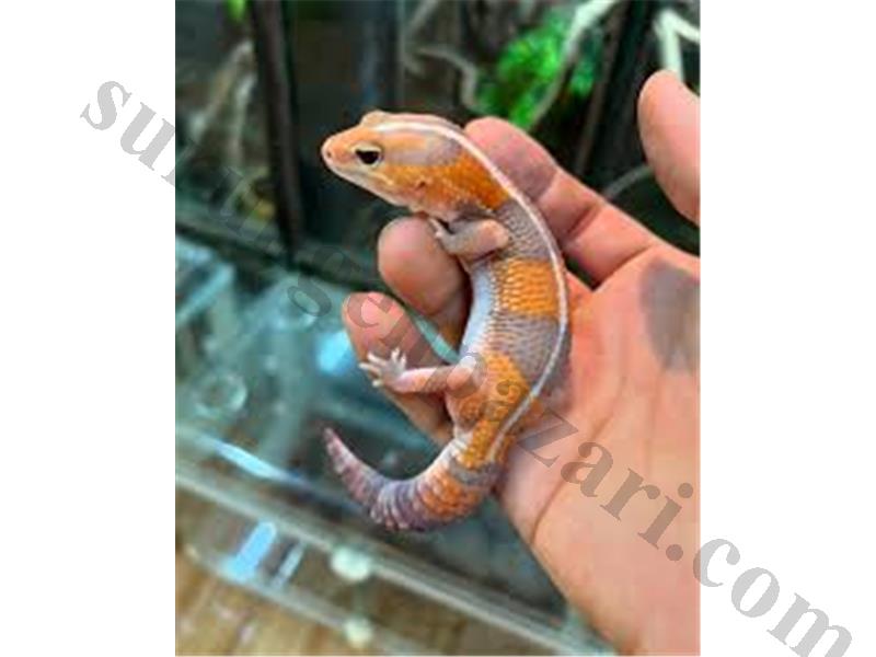 African Fat Tailed Gecko
