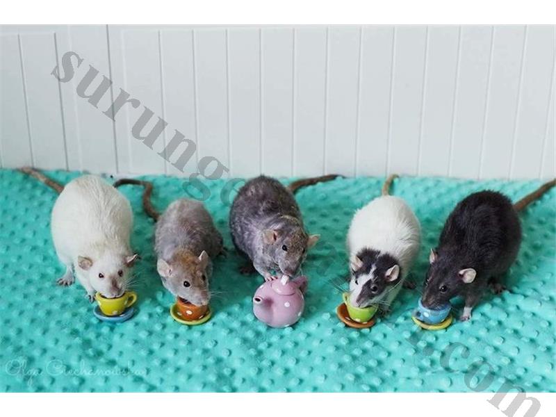 Dumbo Rat ve Tüm Malzemeleri Adrese Teslim Kapıda Ödeme