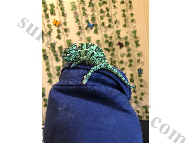 YEMEN BUKALEMUN YAVRU