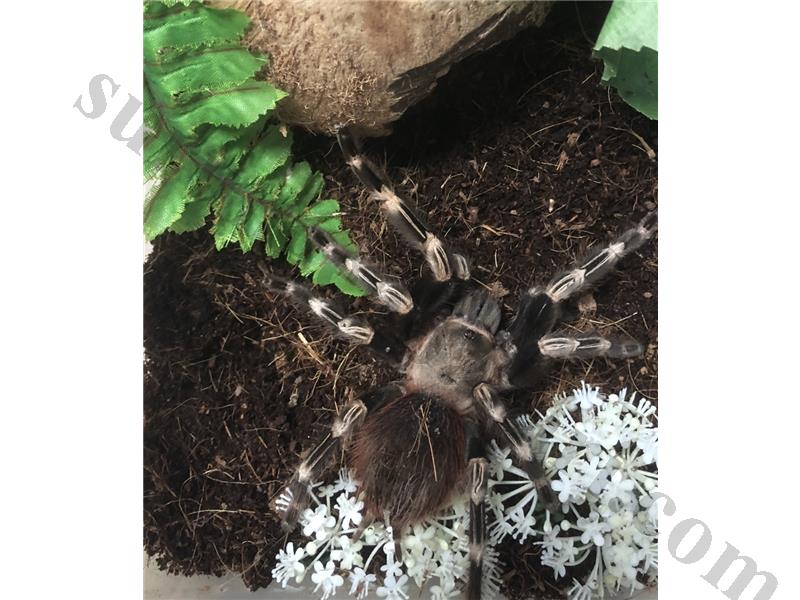 TARANTULA ADULT DİŞİ
