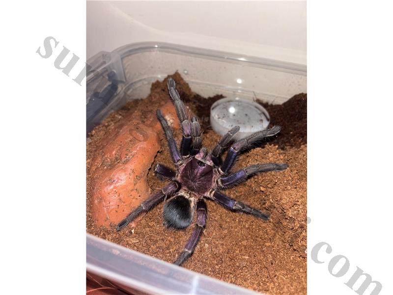Phormictopus sp. Dominican Purple 01. L10-L11