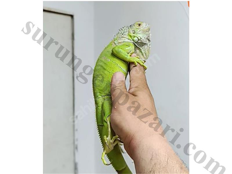 1 yaşında çok sağlıklı iguana