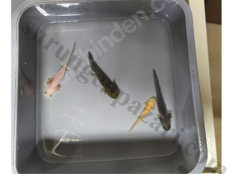 Daha Ucuzu Yok 5-8cm Axelotl
