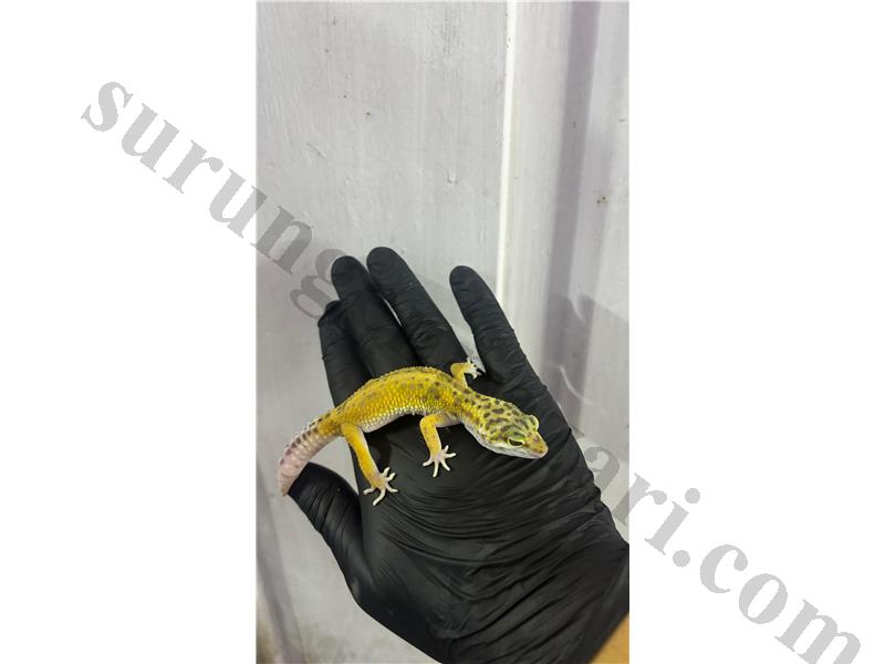YAVRULUĞU ATLATMIŞ SAĞLIKLI LEOPARD GECKOLAR