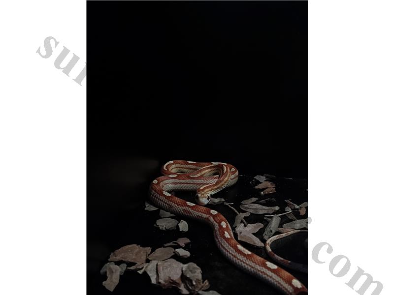 Sağlıklı ve Uygun Corn snake'ları