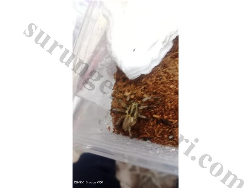 PrehistoricPets garantisi ile Lycosidae