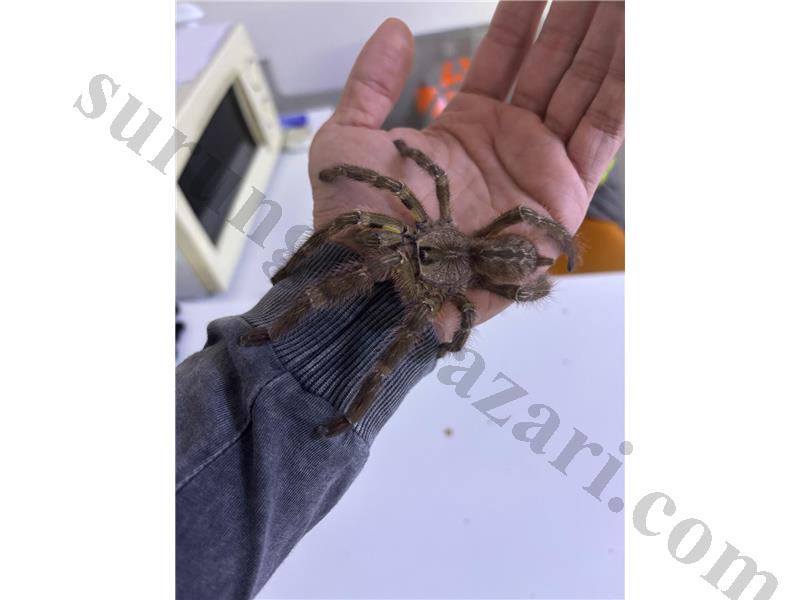 Poecilotheria Regalis 1.0 L8-L9