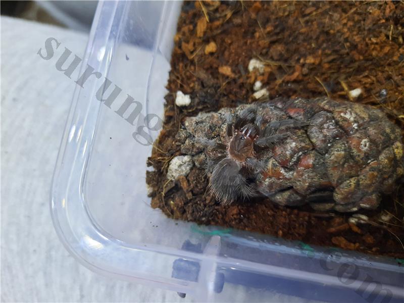 tliltocatl vagans yeni adı ile Brachypelma Vagans 