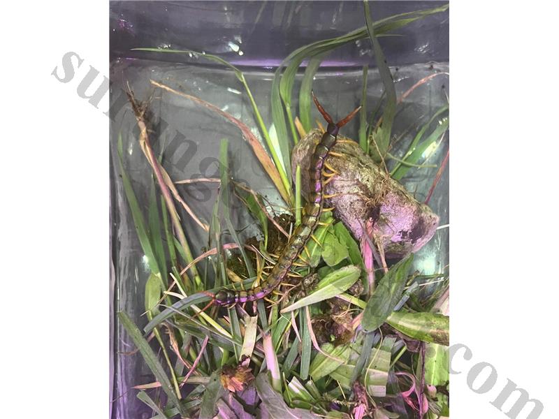 Scolopendra Cingulata