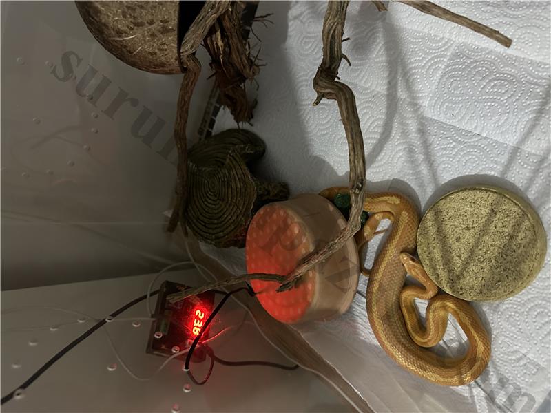 Mısır yılanı / corn snake