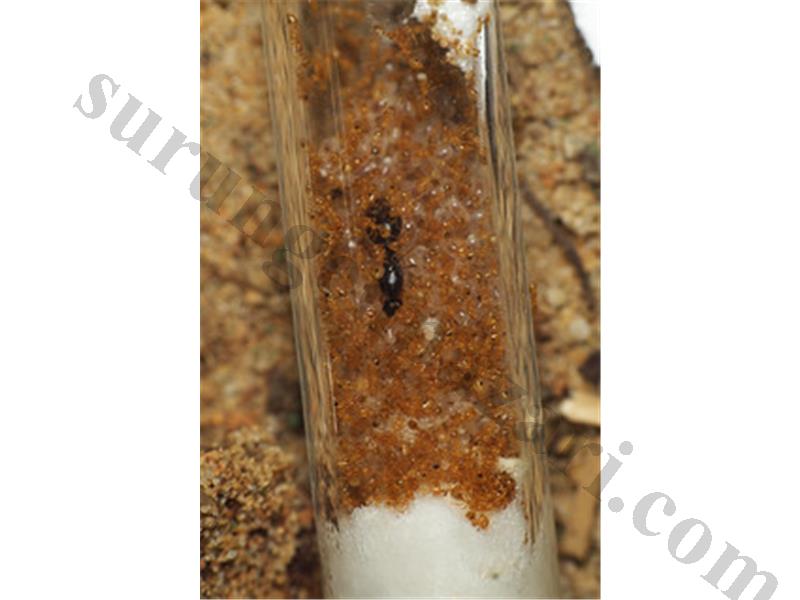 Ücretsiz Kargo - Selonopsis Fugax Tek Kraliçe Ve İşçili Çeşitlerimiz - Açıklama Oku