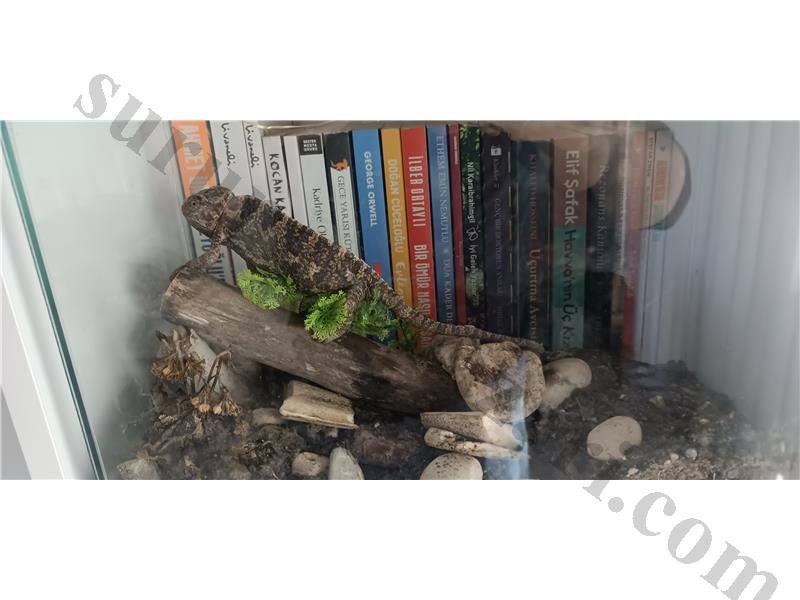 1yasinda dişi bukalemun