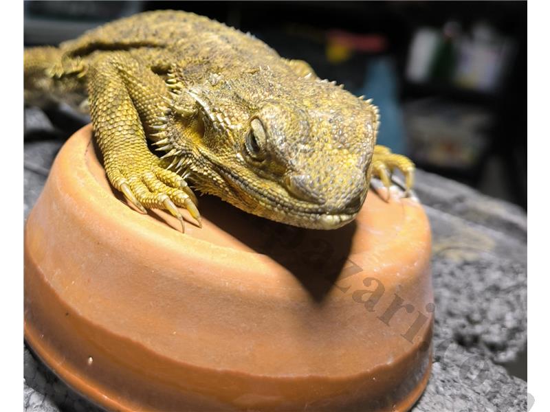 BEARDED DRAGON (sakallı ejder)