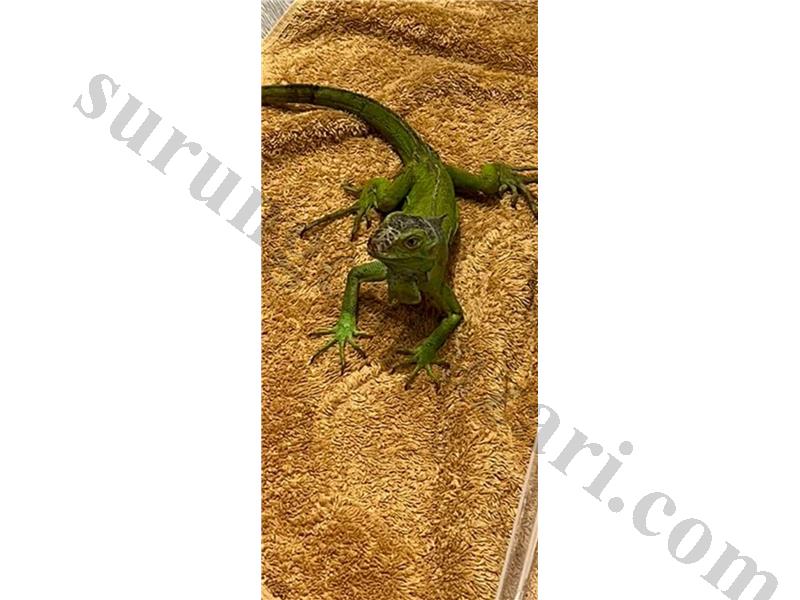 iguana yavru