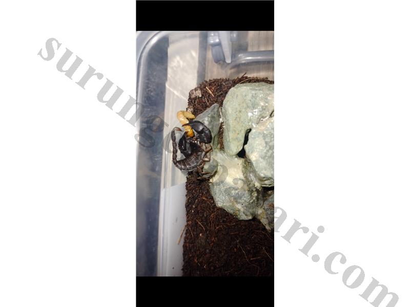 Euscorpius Italicus farklı bi evcil hayvan isteyenlere