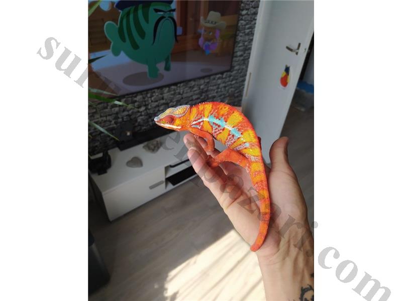 ÖZEL TÜR PANTER BUKALEMUN