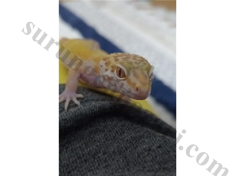 Sağlıklı 5 aylık leopard gecko