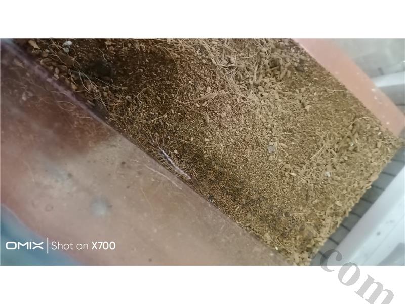 PrehistoricPets garantisi ile Scolopendra sp. yavru