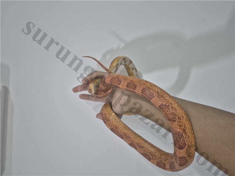 MISIR YILANI (CORN SNAKE)