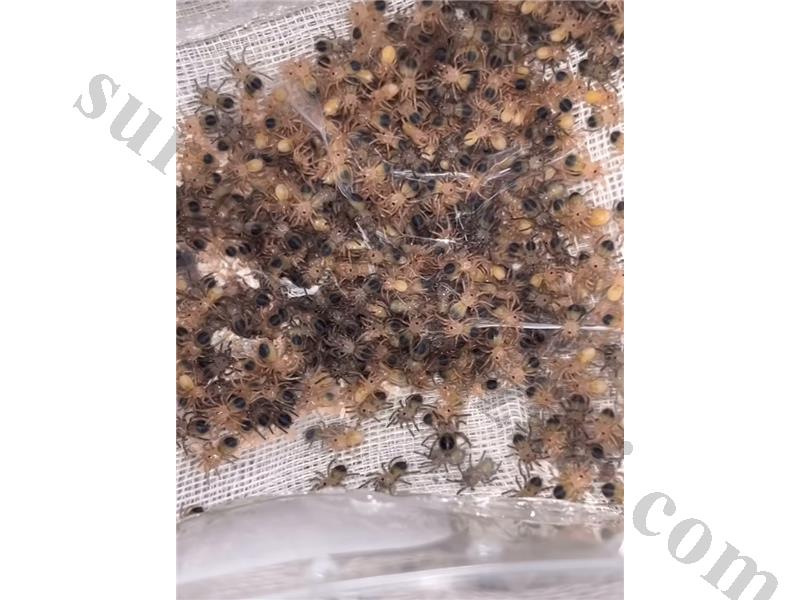 L1 tliltocatl albopilosum