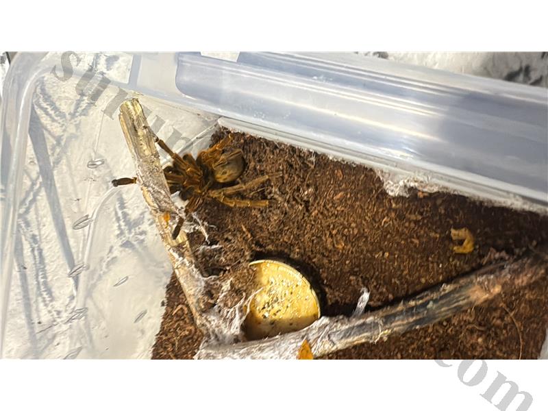 MURİNUS TARANTULA L16