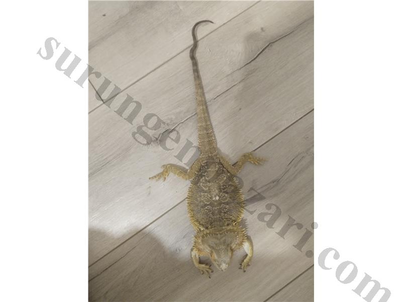 Sağlıklı sakallı ejder 