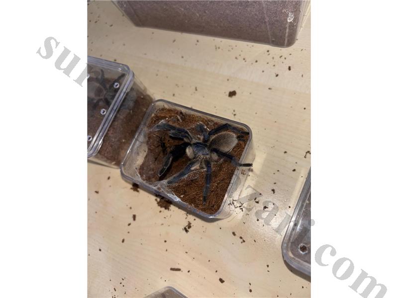 Monocentropus Balfouri unsex 2 adet L4-L5
