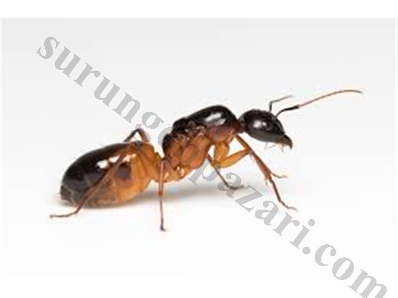 Camponotus Sanctus Yumurtalı 80TL Tüp