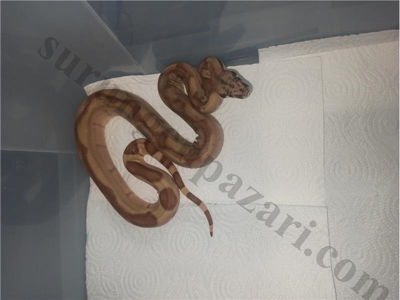 Hypo het jungel leopard