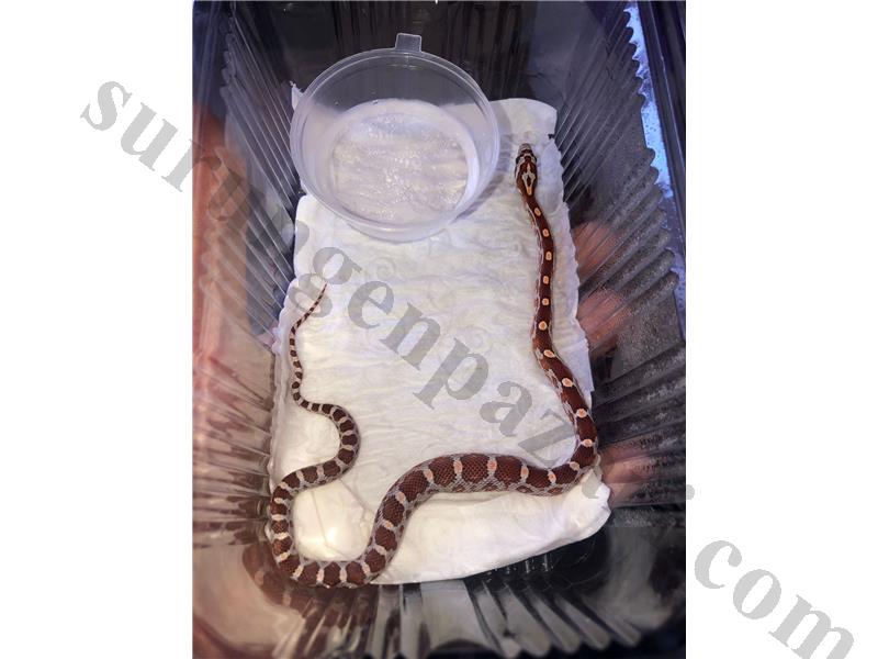 Yavru Corn yılanları stokta