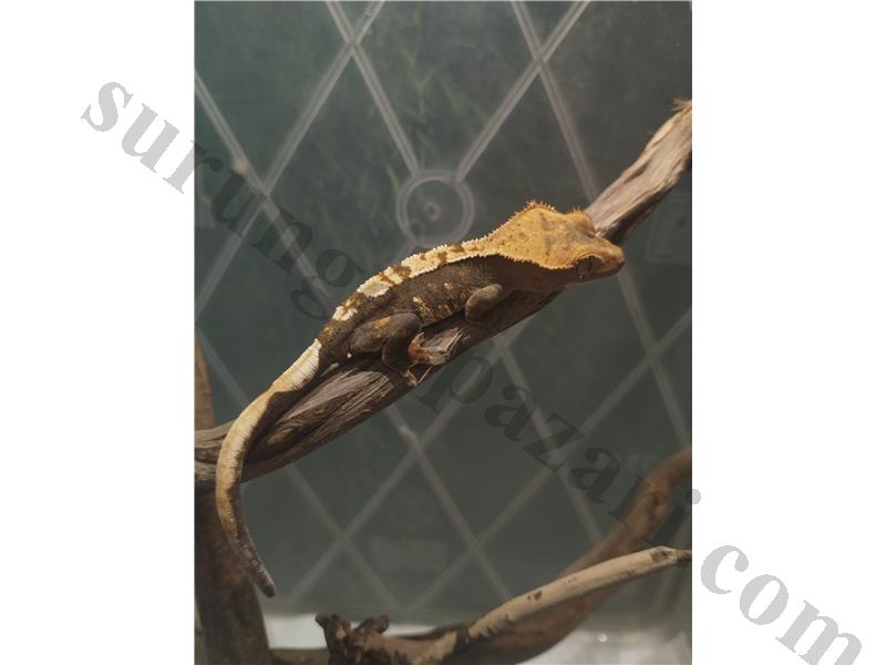 Crested Gecko erkek dişi mevcut 