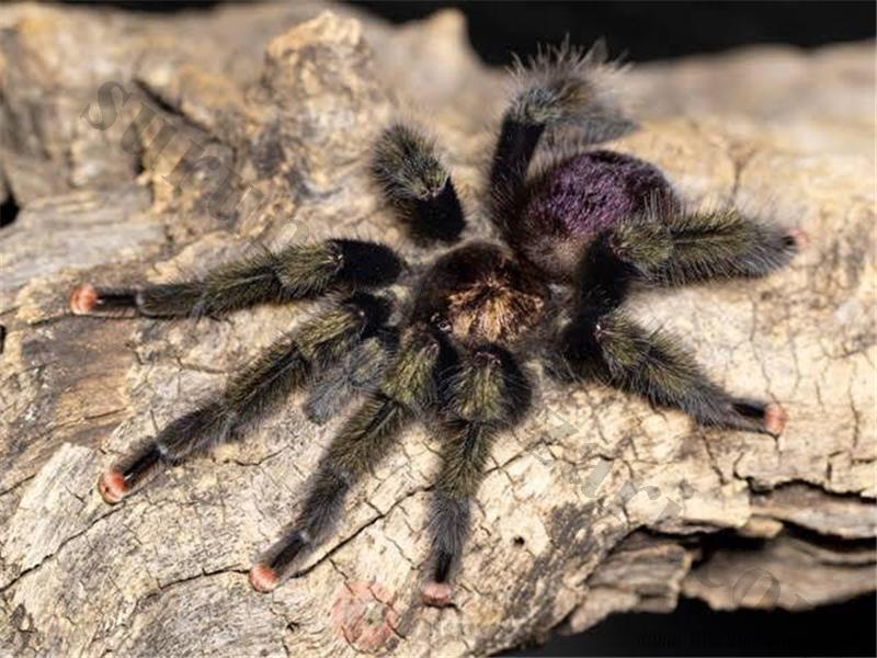 Avicularia Pucallpa L4 Koleksiyonluk Burada