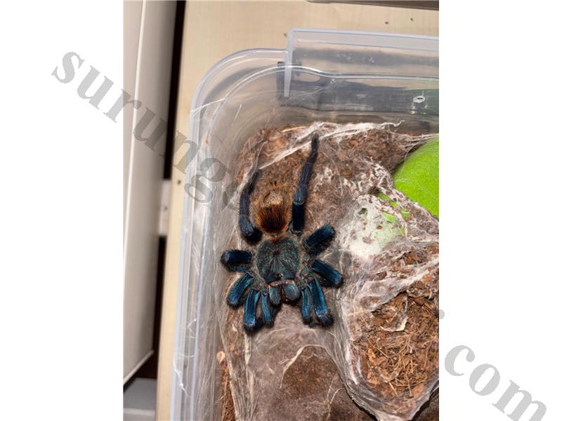 Chromatopelma Cyaneopubescens unsex