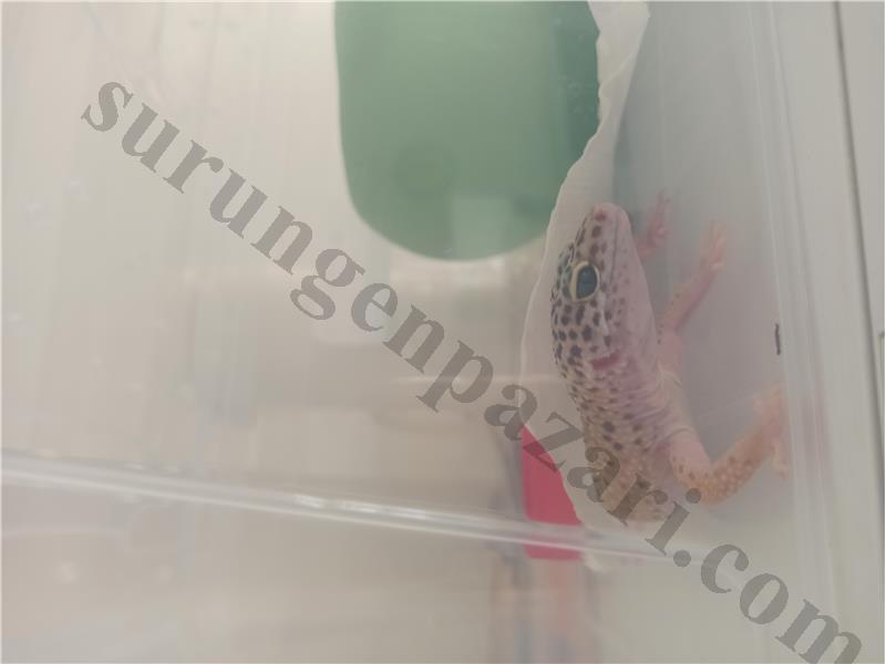 Dişi leopar gecko 