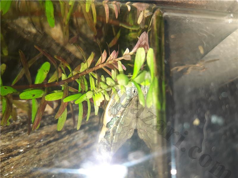 kırmızı yanaklı kaplumbağa