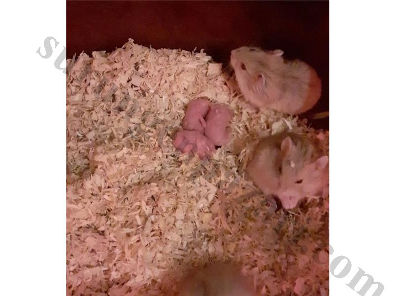 Yeme düşmüş yavru hamsterlarımız açıklamayı okuya bilirsiniz