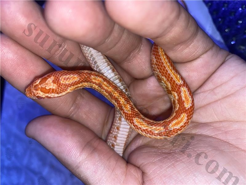 Sağlıklı corn snake