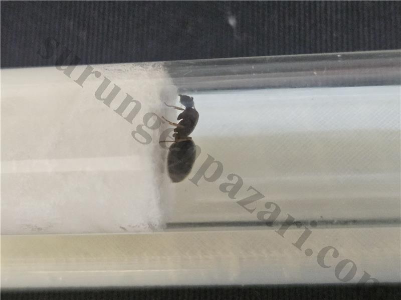 Lasius Kanatsız Kraliçe Yeni Sezon