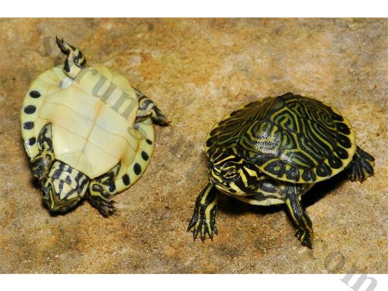 Adresinize Teslim Su Kaplumbağaları ve Tüm Malzemeleri
