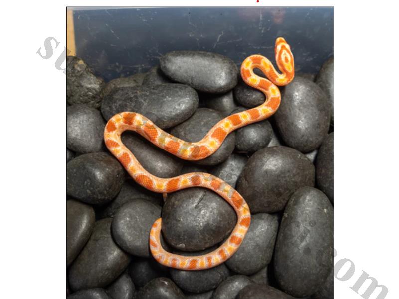 WE HAVE MORPH CORN SNAKE BORN IN 2 MONTHS VERY HEALTY