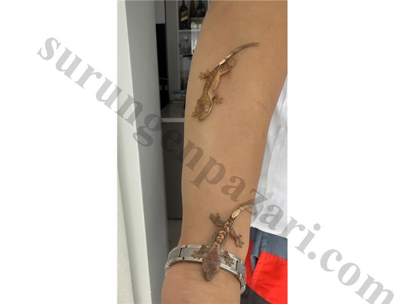 Cristed Gecko