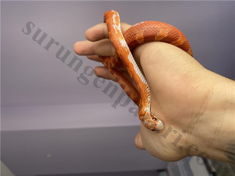 Mısır yılanı bloored pied