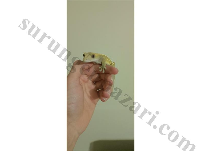 Yetişkin Crested Geco