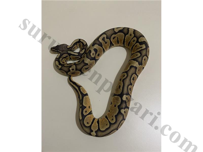 UYSAL BALL PYTHON