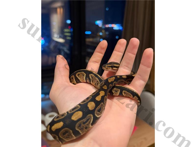 ACIL SATILIK - C BALL PYTHON
