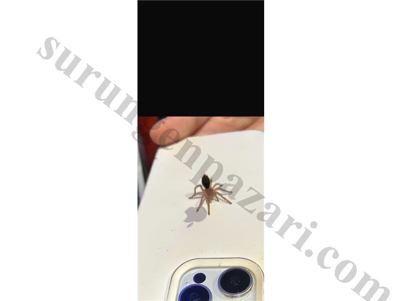 L1 SLİNG GP TARANTULA