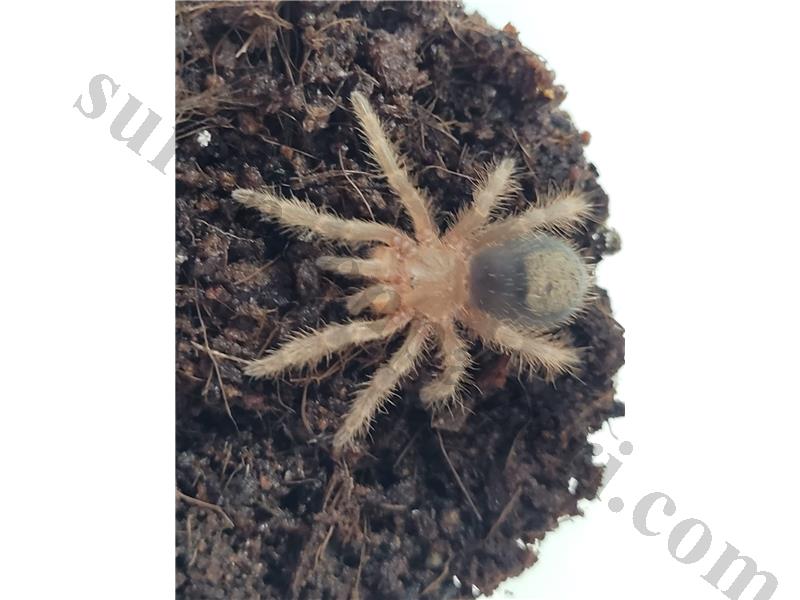 Sınırlı Sayıda Grammostola Pulchripesler